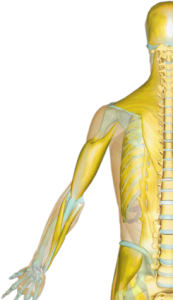 sports massage in south wales